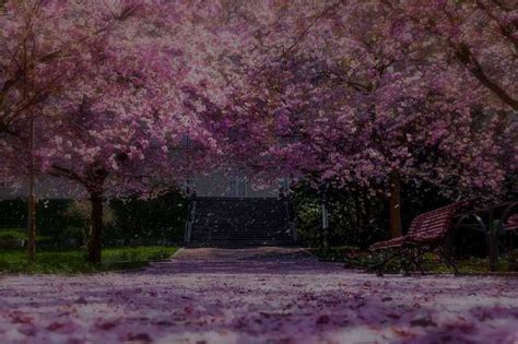 Move over Japan and Us. India Has Its Own Cherry Blossom Festival Now ...