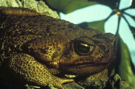 Frogs Killer Aus Dem Sumpf Fernsehserien De