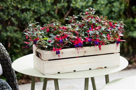 Bella Fuchsia ® Sacha * | Hendriks Young Plants