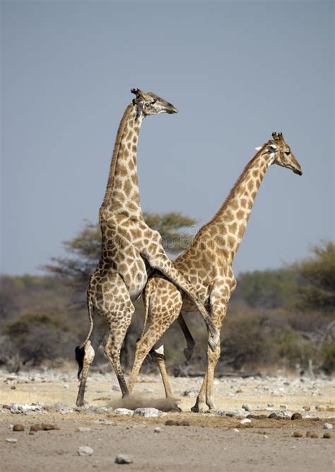 Giraffe mating stock image. Image of namibia, africa - 31420521