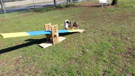 Swedish Vallhund Puppy Agility Distance Training Teeter Totter Youtube