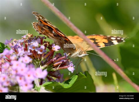 Painted Lady butterfly extracting nectar Stock Photo - Alamy