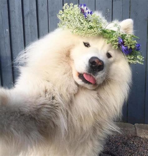 18 Cute and Funny Samoyed Photos | Cute overload - BabaMail