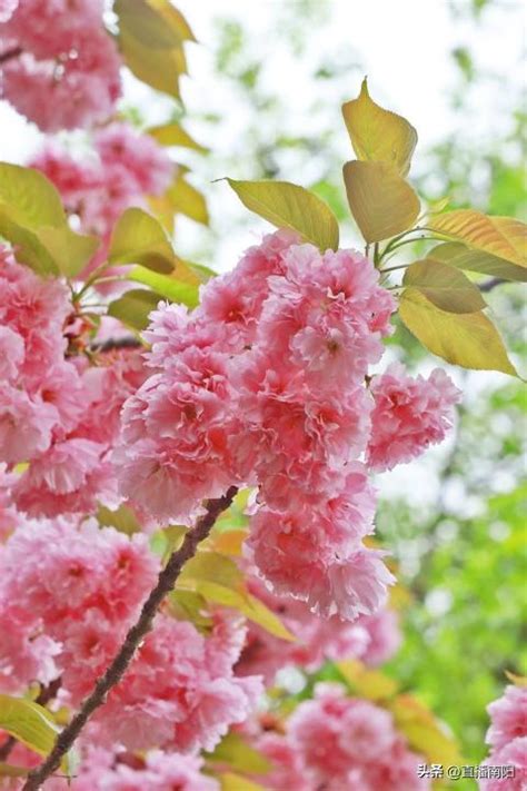 南陽花訊丨晚櫻：清新脫俗花開晚 粉色浪漫如雲霞 每日頭條