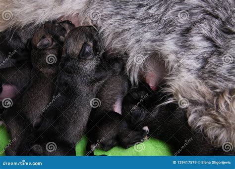 Filhotes De Cachorro Rec M Nascidos Ra A Do Schnauzer Diminuto Os