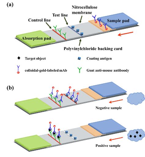 Figure 3 From Colloidal Gold Immunochromatographic Strip Assay For The Detection Of Azaperone In