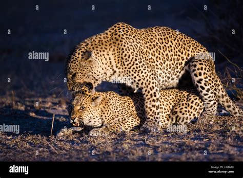 Leopard And Jaguar Mating