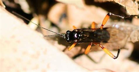 Ichneumonidae Ichneumon Wasps Pimpla Pedalis Pimpla Pedalis