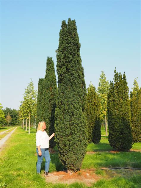 Solit Rb Ume Von Taxus Baccata Fastigiata Robusta Schmale S Uleneibe