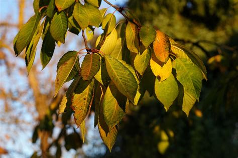 Cherry Leaves Tree - Free photo on Pixabay - Pixabay