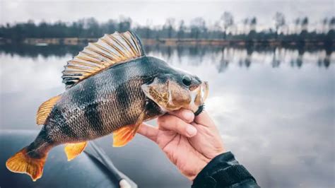 White Perch Fishing Tips The Ultimate White Perch Fishing Guide