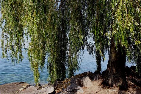 Royalty Free Photo Willow Tree Front Of Body Of Water At Daytime Pickpik