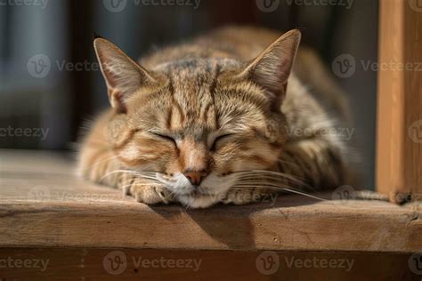 Cat sleeping in a funny position illustration 23935093 Stock Photo at ...