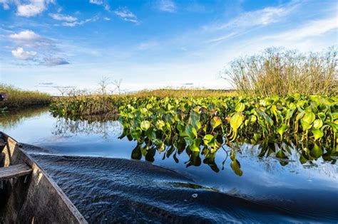 Canoe Tour On The Pantanal Marimbus In Andarai Bahia Brazil Chapada