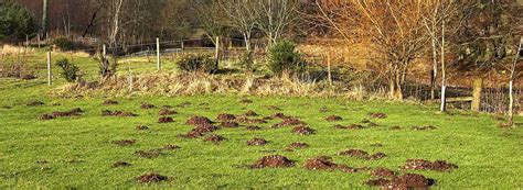 Mole Hills In Garden | Fasci Garden