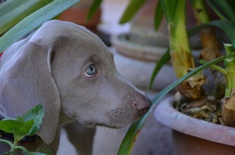 C Mo Saber Si Mi Perro Tiene Alergia Wikiperria