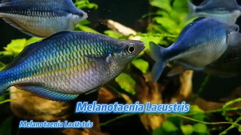 Melanotaenia Lacustris Rainbow Fish Youtube