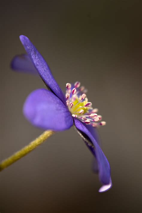 Przylaszczka Pospolita Hepatica Nobilis 5831 Fotoczaty