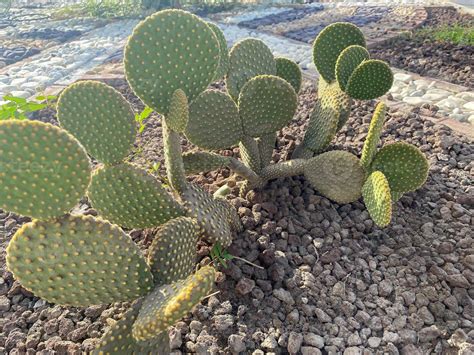 Lindo Verde Natural Espinhoso Grandes Espinhos E Folhas Redondas