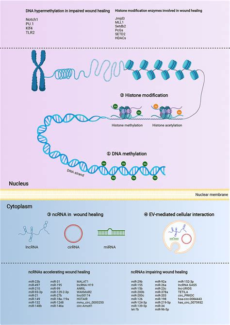 Frontiers Landscape Of The Epigenetic Regulation In Wound Healing