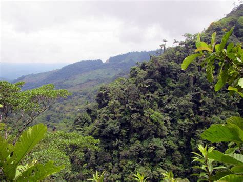 Colombia peace deal brings new threat to country's rainforest