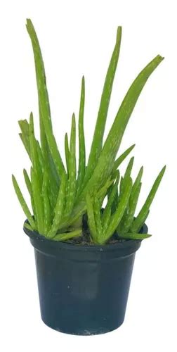 1 Babosa Aloe Vera 30cm Vaso Pote 14