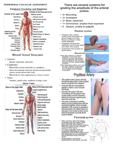 Peripheral Vascular Assessment | PDF