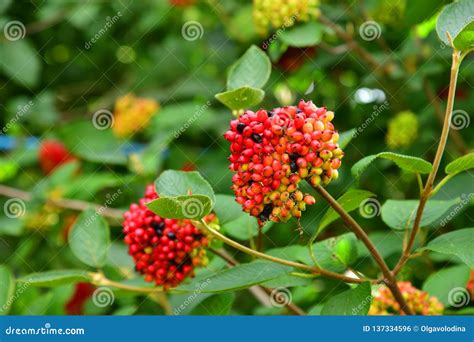 Un Lantana Del Viburnum Natural De Hojas Caducas Grande Del Arbusto