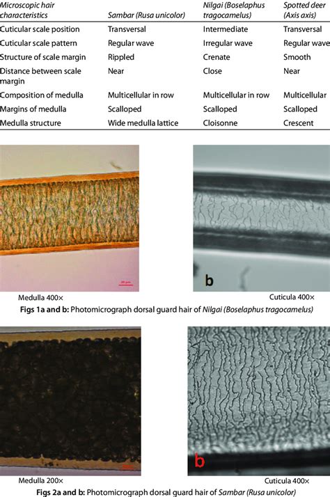 Microscopic Characteristics Of Hair Of Sambar Nilgai And Spotted Deer