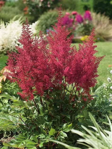 Tawu Ka Astilbe Japonica Montgomery Szt Sklep Cebule Pl