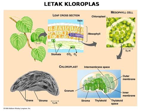 Materi Tentang Klorofil