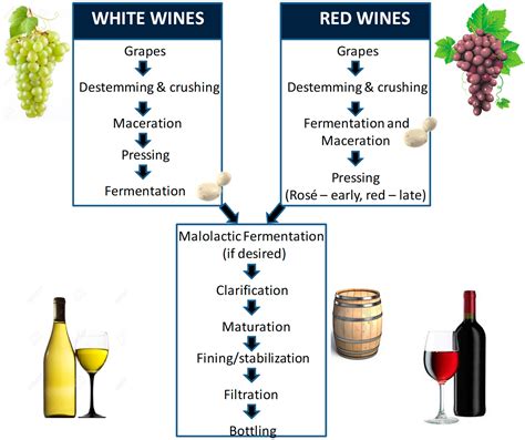 Red And White Wine Making Process at Marilyn Stumpf blog