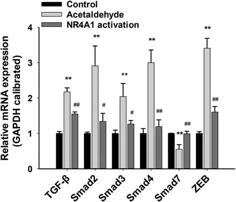 mRNA levels of the components of the TGF βSmadZEB signal pathway in