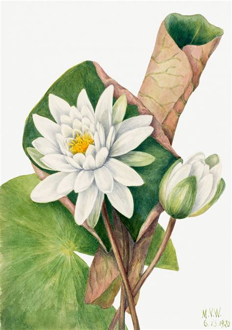 American Waterlily (Castalia odorata) (1920) | Free Photo Illustration ...