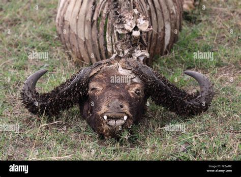 Dead Rhino Fotos Und Bildmaterial In Hoher Auflösung Alamy