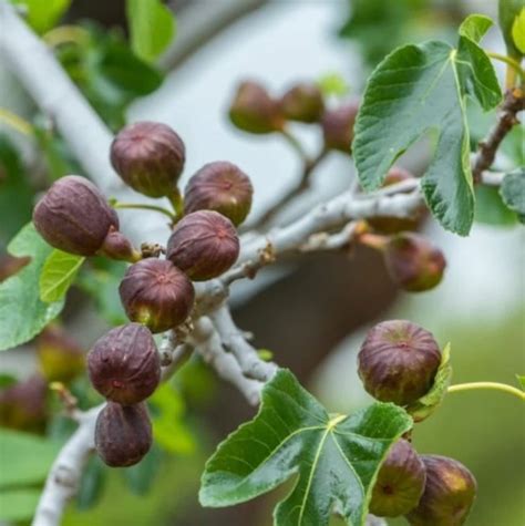 lsu purple fig tree 8