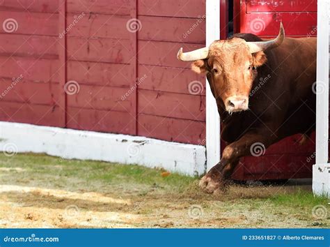 Taureau De Combat Courant Sur Un Spectacle Traditionnel De Tauromachie