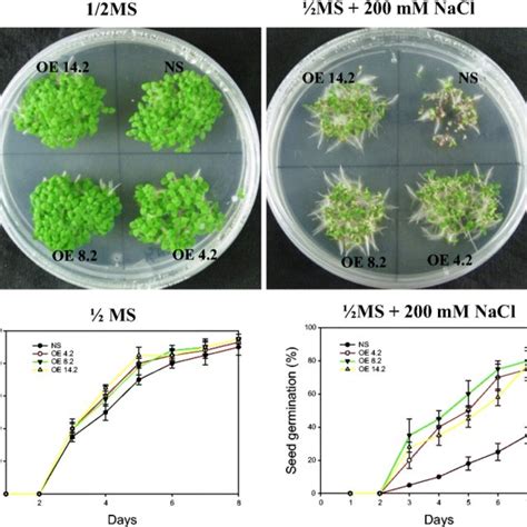 Seed Germination Assay For Salt Tolerance A Phenotypic Difference In