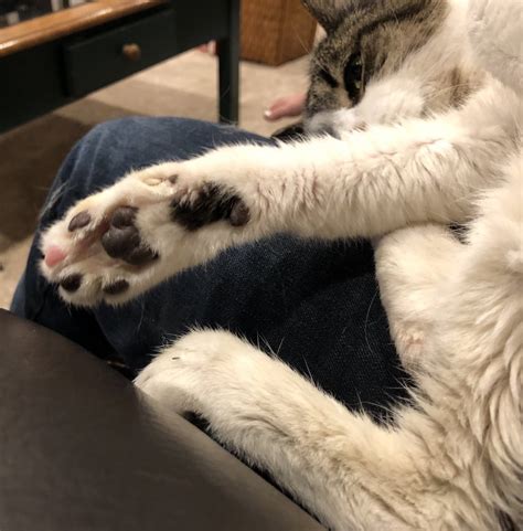 My Cat Has 1 Pink Toe Mildlyinteresting