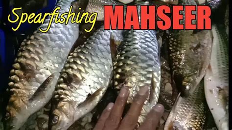 Nembak Ikan Semah Mahseer Besar Malam Hari Hasilnya Luar Biasa