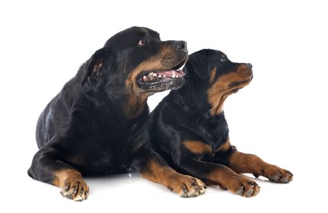 Rottweiler - Dog-Breeds.net