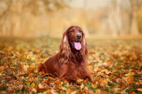 Quali sono i cani più grandi del mondo