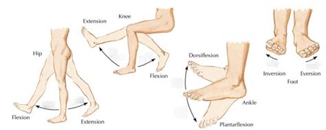 Lower Limb Myotomes Diagram | Quizlet