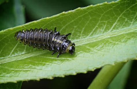 Plagiodera Versicolora 5666