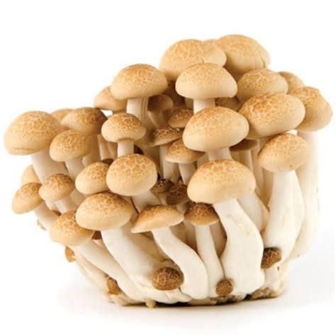 jual jamur shimeji shimeji mushroom coklat fresh pack gr