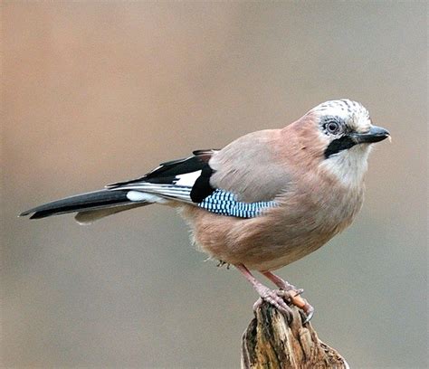 Les 20 Espèces Doiseaux Les Plus Observées Oiseaux De France