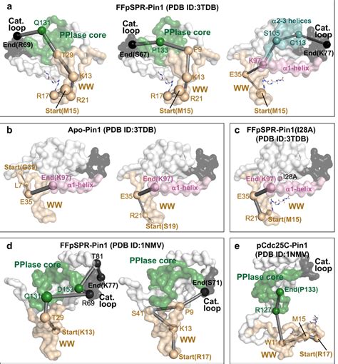 Pathways Mediating Inter Domain Allosteric Communications In Pin1