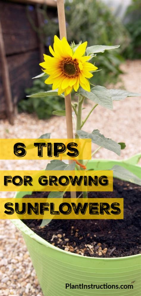 6 Tips For Growing Sunflowers Artofit