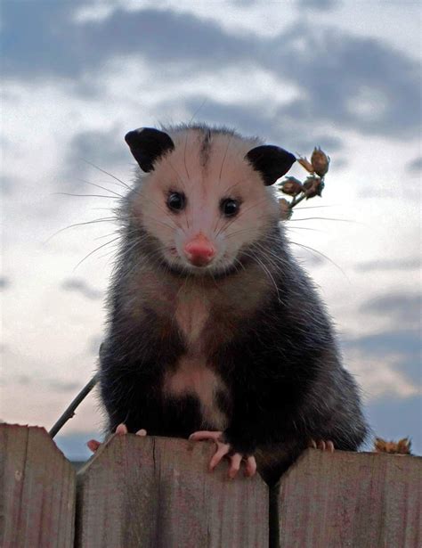 Possum Every Hour On Twitter