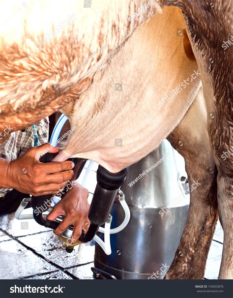 Row Cows Being Milked Stock Photo Shutterstock